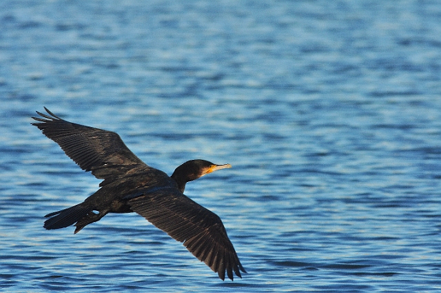 18 01 17_5856_edited-1.jpg - CORMORANT - POOLE PARK, DORSET - 18.1.17